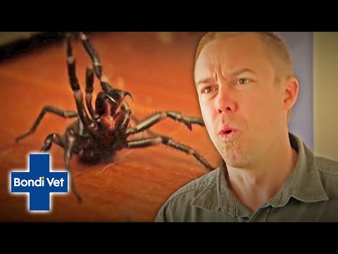 Tim Faulkner Finds Two Funnel Web Spiders In Friends House! | Bondi Vet