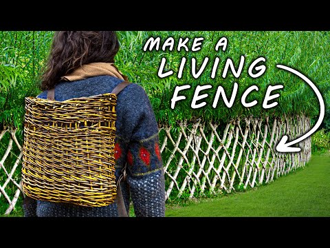 Is This the Most Useful Plant on EARTH?