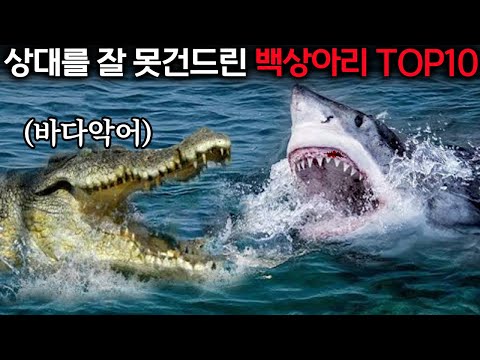 The terrible ending of the white shark who messed with the wrong opponent