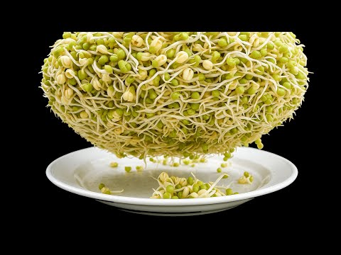 How to Grow Mung Bean Sprouts at Home Using Recycled Materials (Super Effective!)