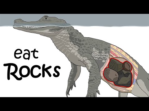 How Crocodiles Use Math & Physics to Hunt