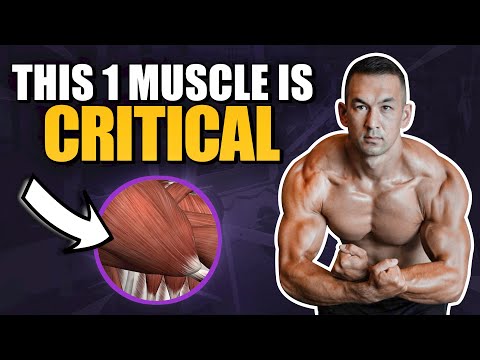 The BIGGEST Upper Body Muscle (It’s Not What You Think!)