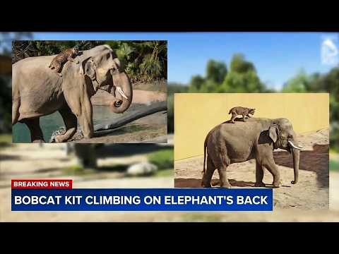 Bobcat Kitten Was Clinging to an Elephant’s Back — When Vets Realized Why, They Were in Tears