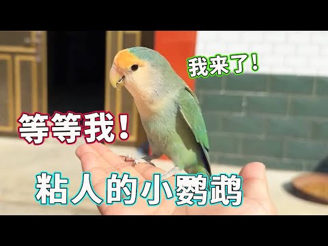 你们见过这么粘人的小鹦鹉吗？只要手一张开就会自动飞过来，即使留给他的是背影也会在后边紧紧跟着！【天下一场梦】