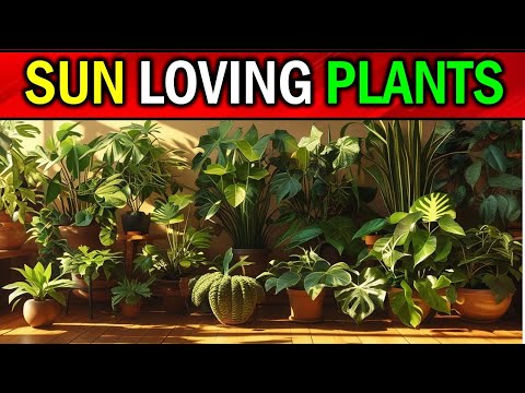 13 Houseplants That LOVE & THRIVE in Direct Sunlight!