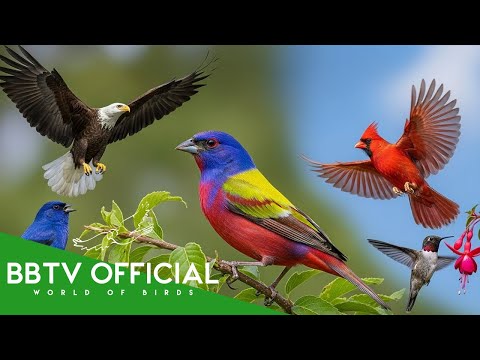 Most Beautiful Birds of North America | Stunning North American Birds You Must See | BBTV Official