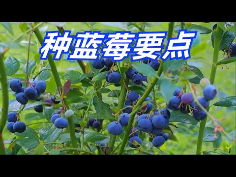 種藍莓 学种蓝莓树坐等吃蓝莓 How to Grow Blueberries at Home