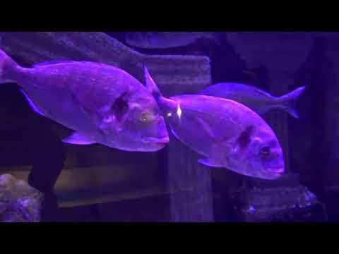 Сборник 13.  Музыка Сергея Чекалина. Collection 13. Music by Sergei Chekalin.