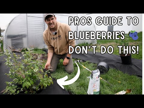 How to Grow BLUEBERRIES Like a PRO! Tips to Grow The Best Berries ANYWHERE
