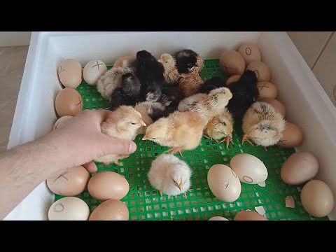 ІНКУБАЦІЯ КУРЯЧИХ ЯЄЦЬ! РЕЖИМ ІНКУБАЦІЇ! ЯКИХ ЯЄЦЬ НЕ МОЖНА ЗАКЛАДАТИ В ІНКУБАТОР!
