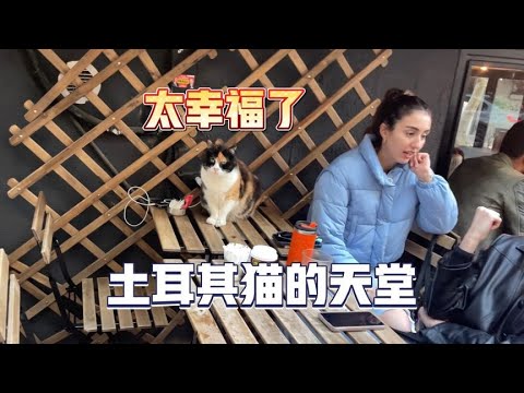 土耳其的流浪猫拥有“公民”身份！拥有“猫权”的国家是怎样的？