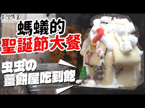 聖誕節大餐!「蟲蟲薑餅屋」吃到飽!?|【臺灣蟻窟】