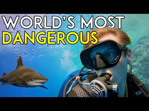 Diving with Oceanic Whitetip Sharks on a Red Sea Liveaboard