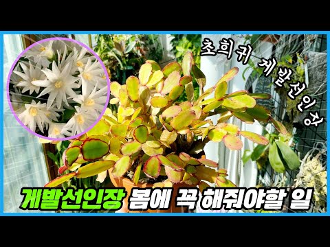 게발선인장 꽃을 많이 피우고 목대를 굵게 하려면 꼭 이렇게 하세요!!