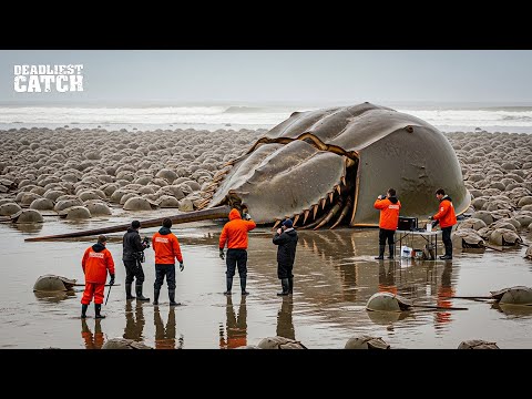 Horseshoe Crabs Invasion: America’s $100 Million Deadly Hunt for Horseshoe Crabs