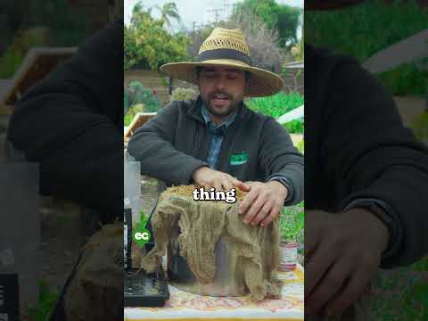 We grew mushrooms in buckets 🍄‍🟫🪣