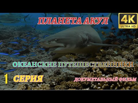 ПЛАНЕТА АКУЛ - океанские путешественники. Документальный Фильм 4K. 1 серия из 3