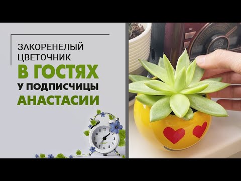 Visiting subscriber Anastasia. Moscow | Plant collection overview