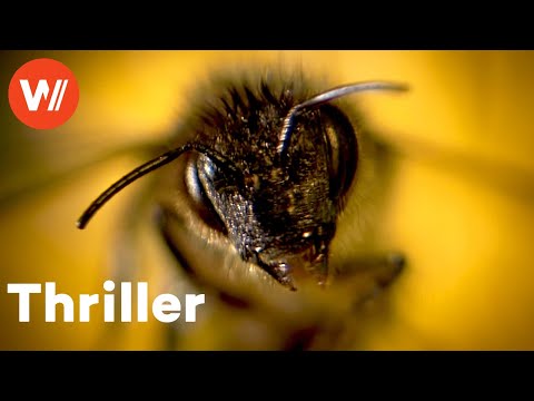 Die Bienen - Tödliche Bedrohung | Katastrophenthriller über mutierte Killerbienen auf Mallorca