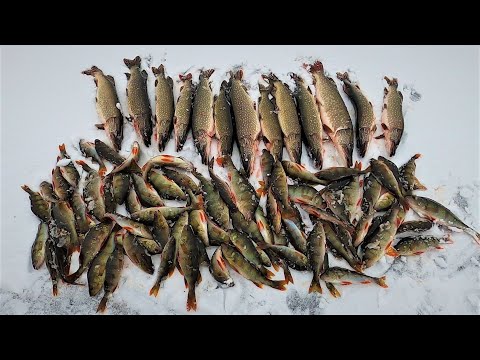 ЛЮБИМОЕ ОЗЕРО, КРЕПКИЙ ПЕРВЫЙ ЛЁД 25-26, ЖЕРЛИЦЫ И МОРМЫШКИ А РЕЗУЛЬТАТ ОДИН, ЩУКА И ОКУНЬ)))!