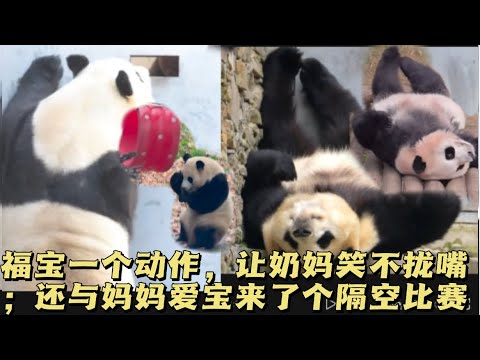 2025.12.12福宝现在简直是团宠，奶爸奶妈都哄着她；还与妈妈爱宝来了一次隔空互动#panda #大熊猫 #福宝 #fubao