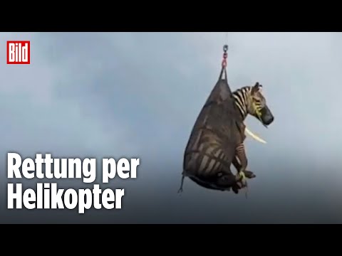 Ed war ausgebüxt: Hier kommt ein Zebra angeflogen
