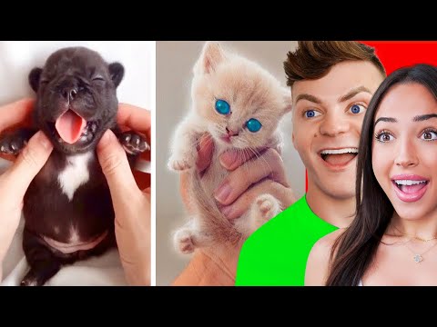 Try Not To Say AWW Challenge