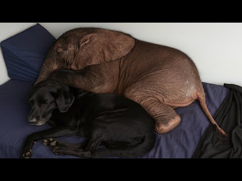 Blind Baby Elephant Was About To Give Up On Life, Then This Dog Did Something NO ONE Expected