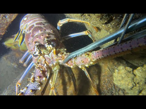 Diving under the sea to catch eels, crabs and sea cucumbers | Part 41