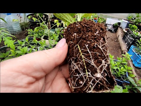 Отвечаю на вопросы по укоренению гортензий почкой - пикировка,полив,подкормка,опрыскивание 🌿🌿🌿