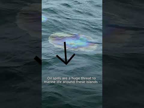 Oil spills on the Red Sea