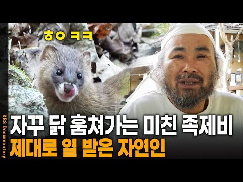 자꾸 할아버지 닭 훔쳐가는 밉상 족제비 | KBS 20211111 방송