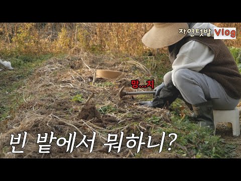 [November-3] For next spring, I'm starting to prepare good soil right now.