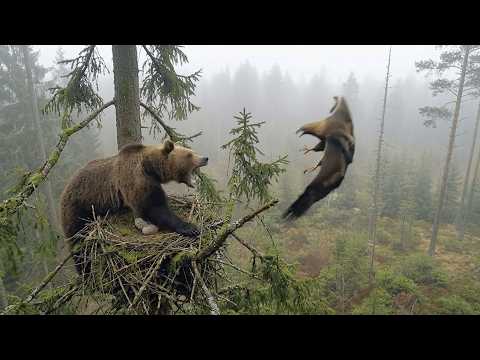 Mother Eagle’s Fearless Attack To Save Her Eggs