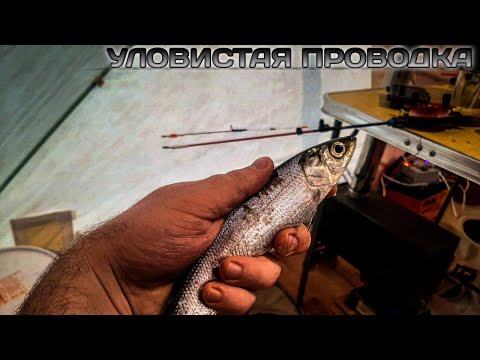 УБОЙНАЯ ПРОВОДКА НА РИПУСА! Рыбалка на рипуса