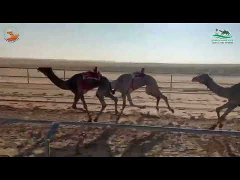 الشوط الاول حيل مكس / الذيب مساعد مسهوج العنزي