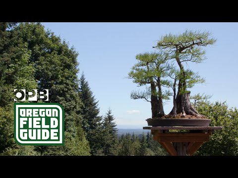 Ryan Neil, Oregon Bonsai artist | Oregon Field Guide