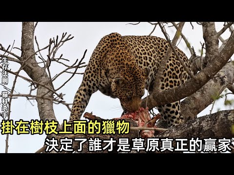 掛在樹枝上的獵物，決定了誰才是草原真正的贏家，單打必死，成群即王：獵豹五兄弟的生存之道#野生动物零距离 #猎豹#鬣狗#狮子#非洲大草原