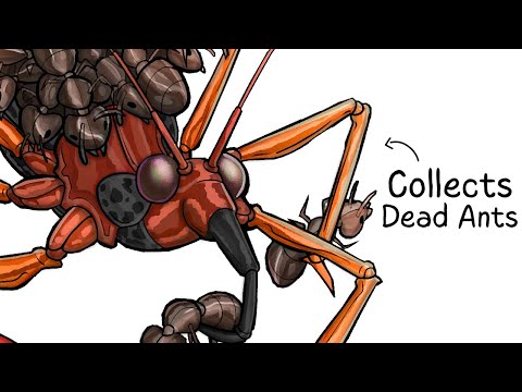 Why it Sucks To Be Born As an Assassin Bug