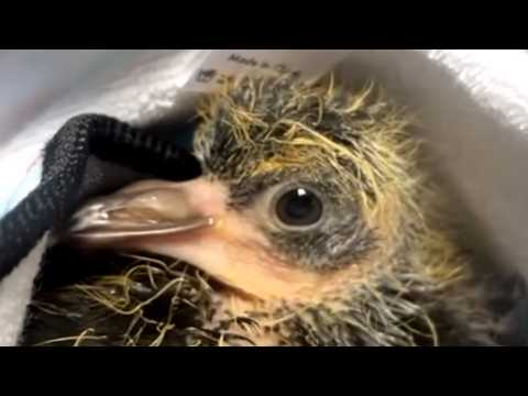 Meet Spoon. She might change what you think of pigeons