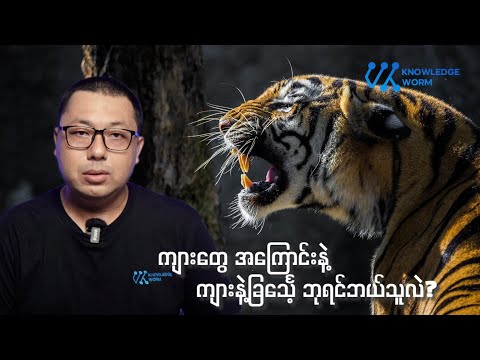 ကျားဆိုတာ တောဘုရင်လား နဲ့ ဆက်စပ်ဗဟုသုတများ