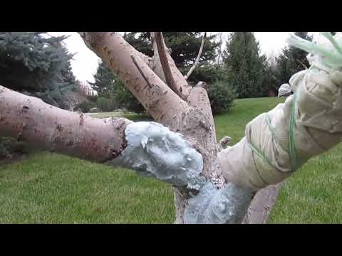 Лечение и забеливание деревьев. Детальный обзор. Как это делать правильно.