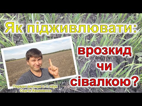 Як підживлювати: врозкид чи сівалкою?
