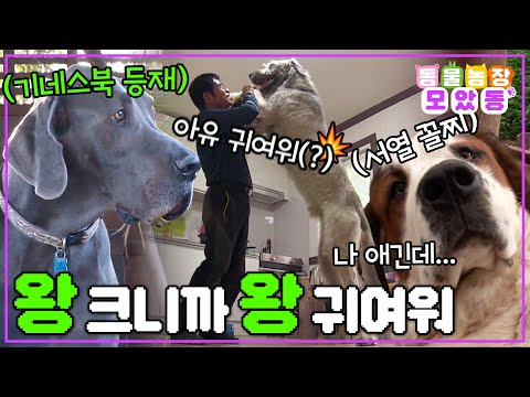 [#모았동물농장] 우리집 강아지가 좀 커요, 한 170cm 이상 정도?🤯 역대급 대형견들 여기 다 모여라!🐕 #TV동물농장 #AnimalFarm #SBSstory