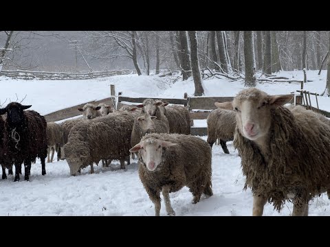 Наша ФЕРМА!!!Перший заробіток з теплиці/Батьки повернулись не з порожніми руками ….