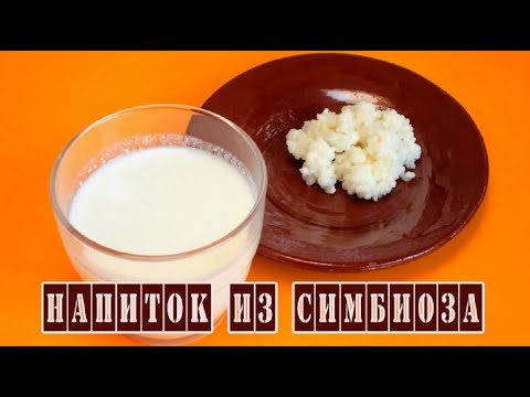 Польза кефира из тибетского молочного гриба