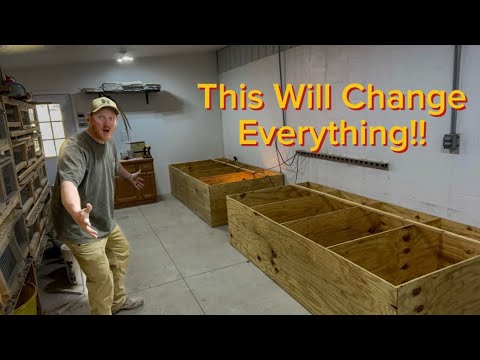 The Ultimate Chick Brooders!!