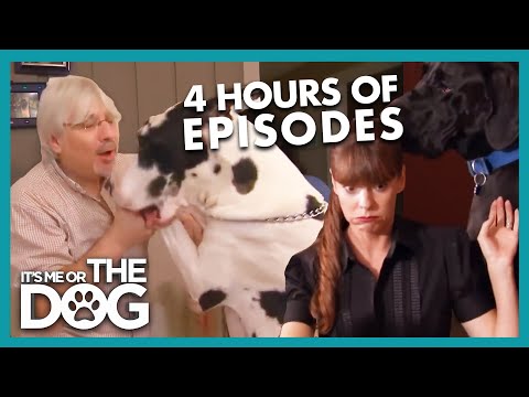 4 Hours of the Best Full Episodes | It's Me Or The Dog