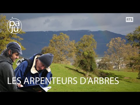 Deux passionnés traquent les arbres remarquables de Suisse