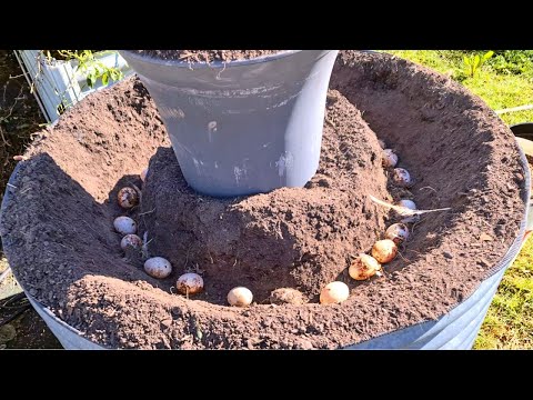 What Happens When You Bury POTATOES with DUCK EGGS for Fertiliser?